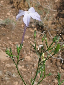 Ipomopsis longiflora